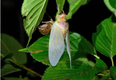 自然ウォッチング夜の虫ウォッチング ~ライトトラップ・セミの羽化~